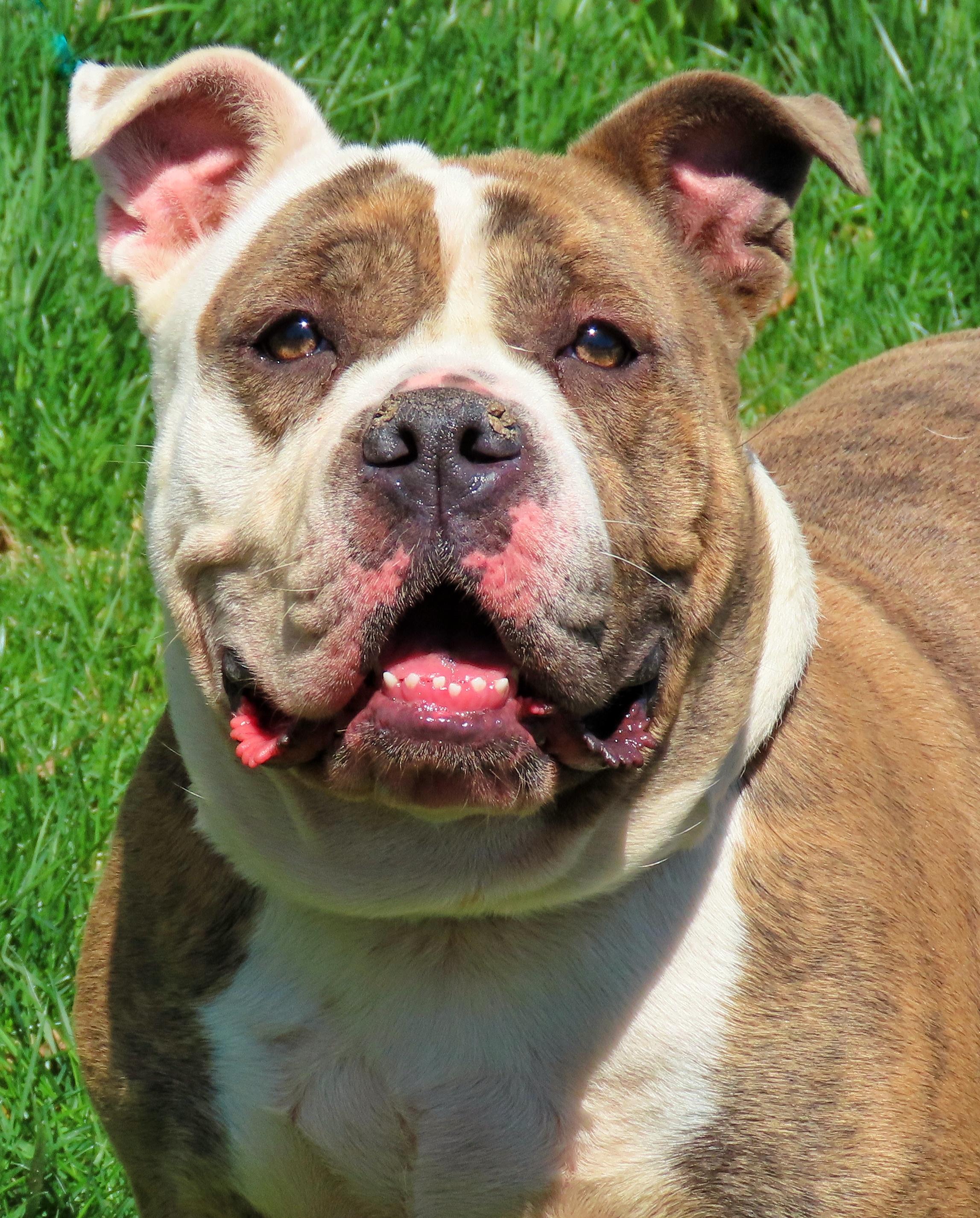 25-149 Iris, Adoptable, Adult Female American Bully.