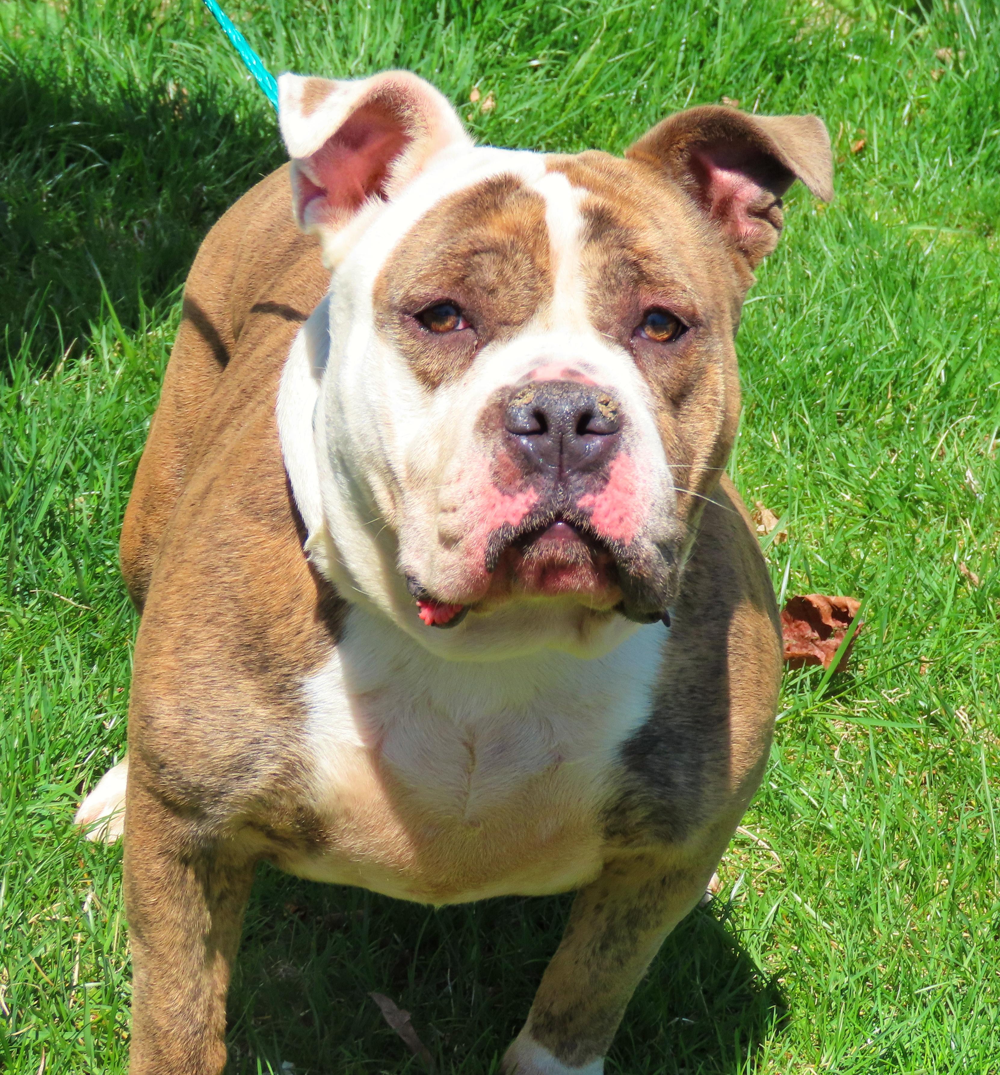 25-149 Iris, a Adoptable American Bully in Amityville, NY image 4/6