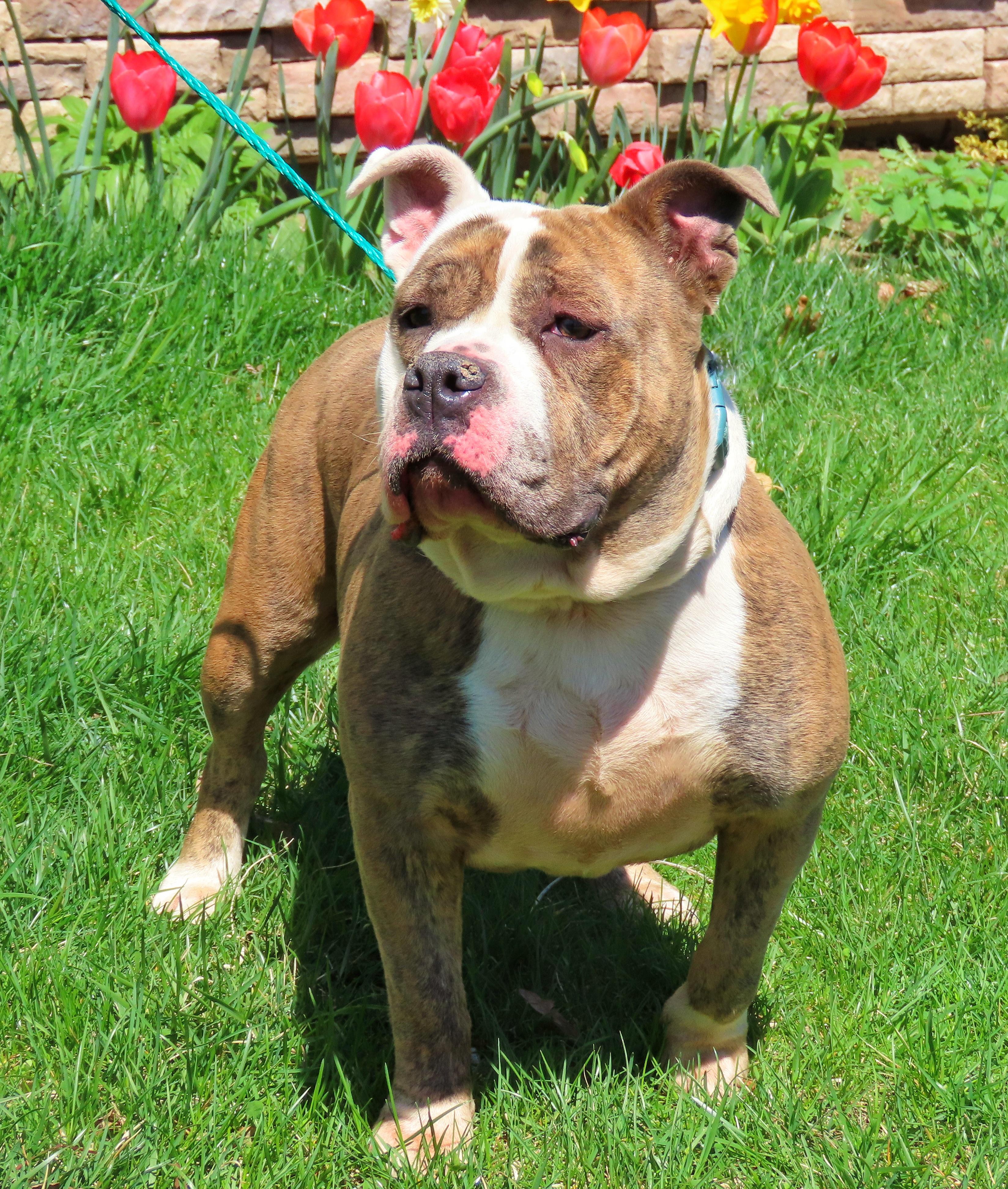 25-149 Iris, a Adoptable American Bully in Amityville, NY image 5/6