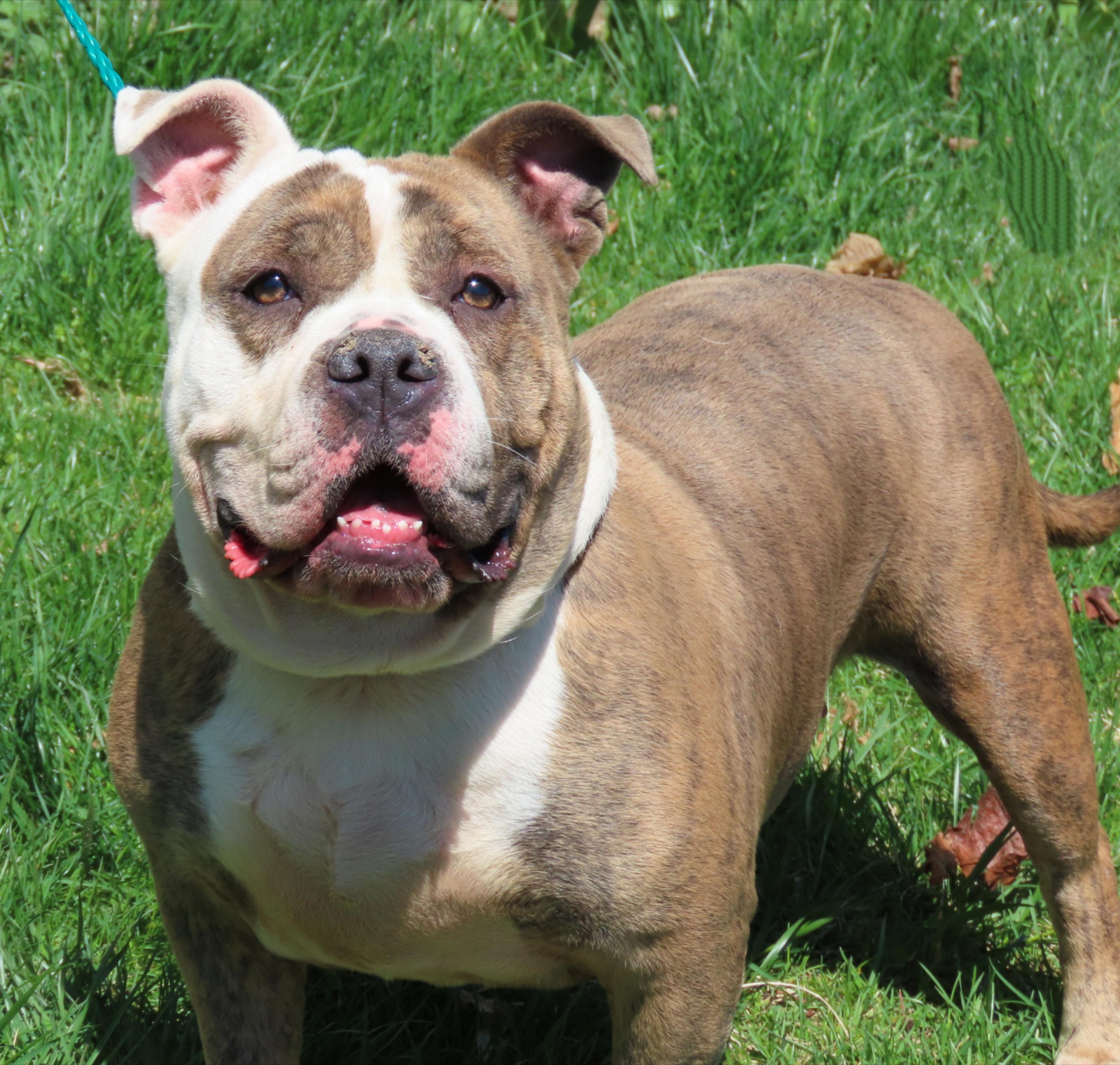 25-149 Iris, a Adoptable American Bully in Amityville, NY image 6/6