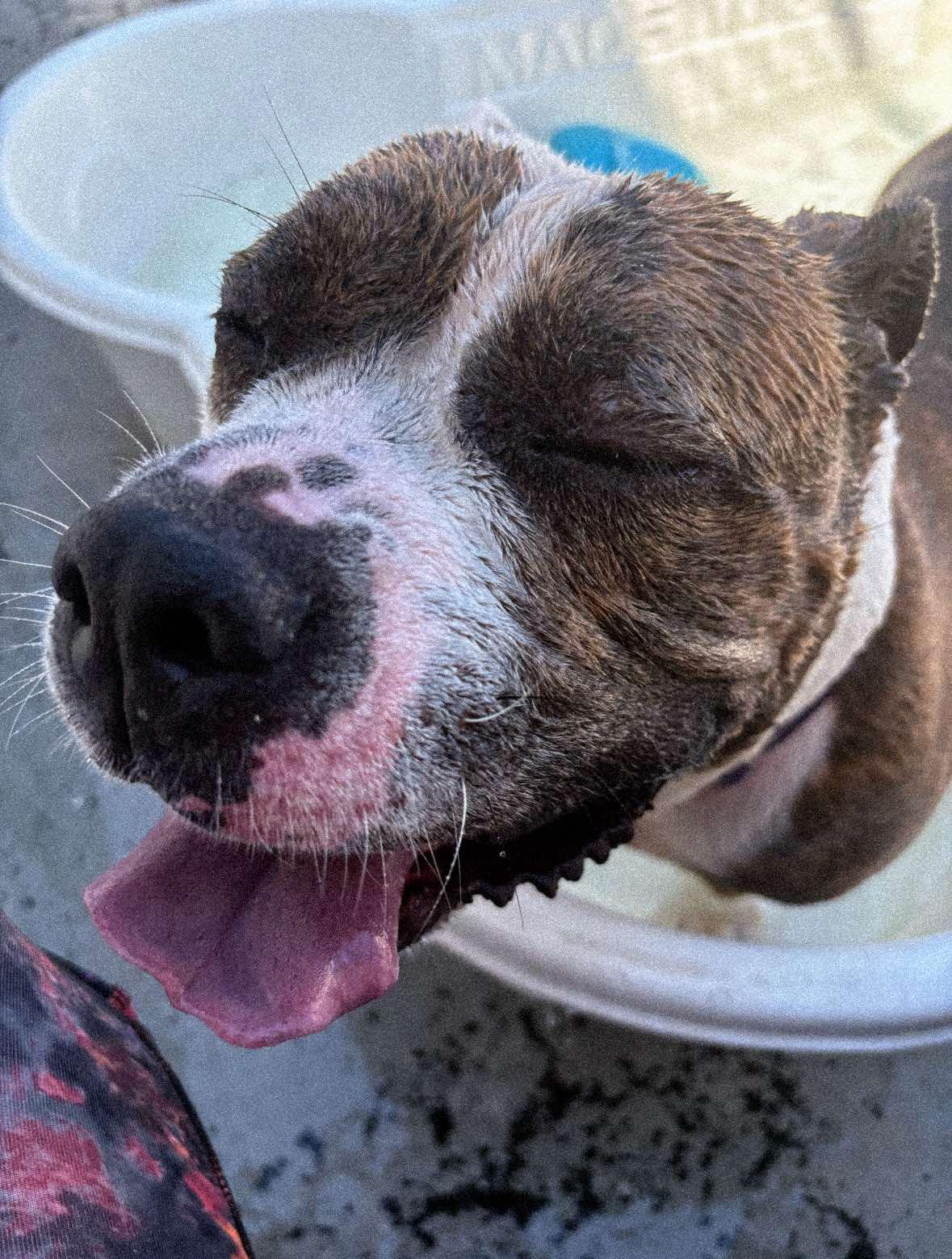 25-149 Iris, a Adoptable American Bully in Amityville, NY image 2/6