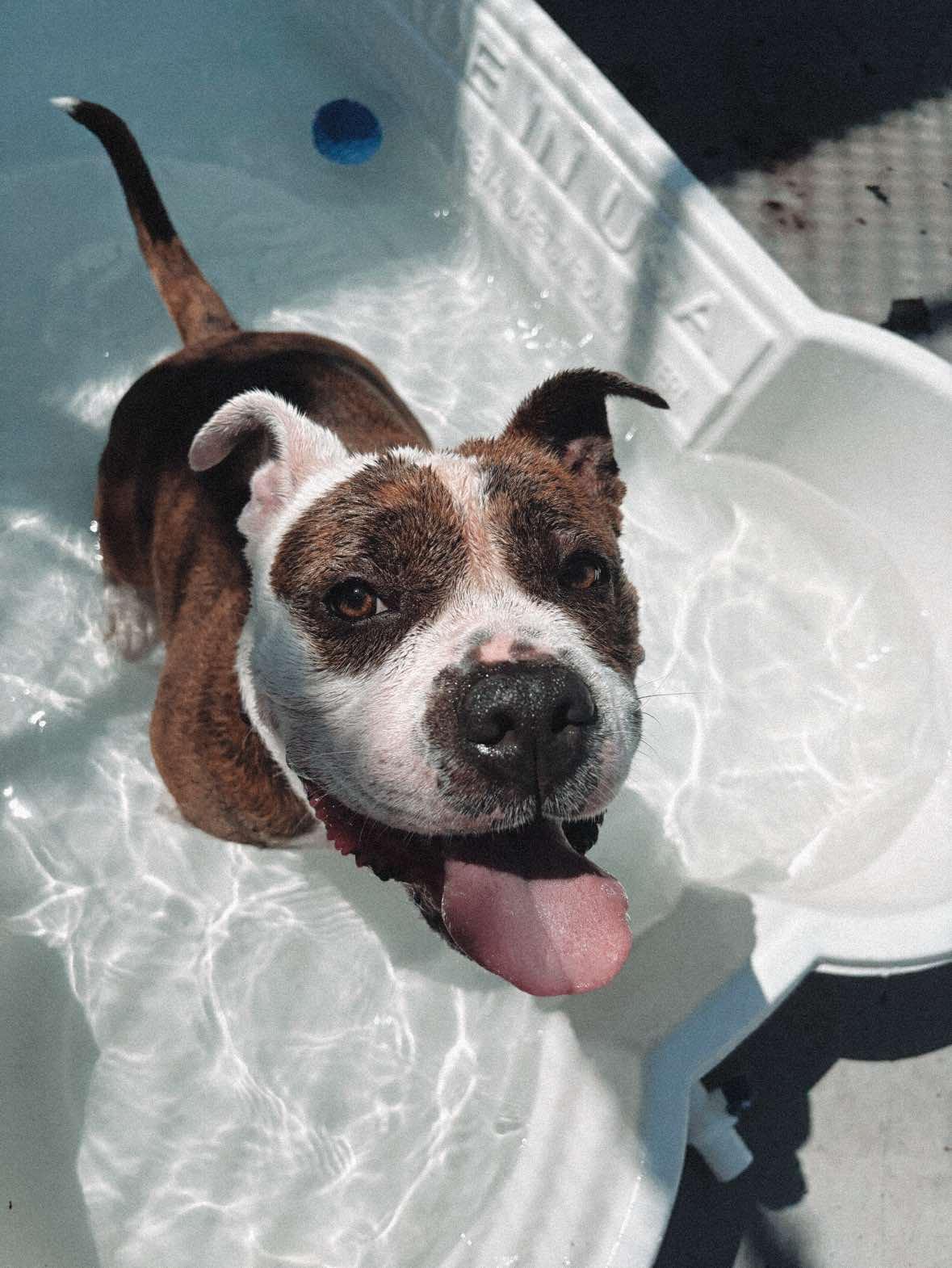 25-149 Iris, a Adoptable American Bully in Amityville, NY image 3/6