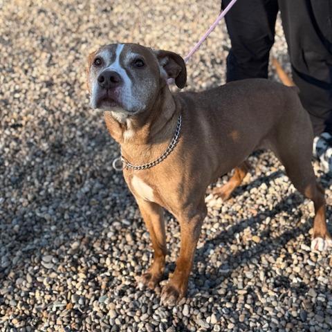 Carl, Adoptable, Adult Male Mixed Breed.