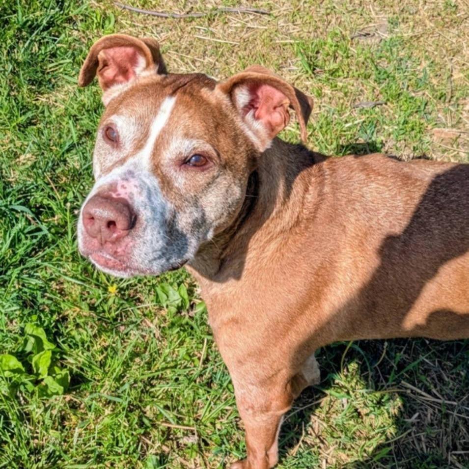 Enlarge Carl, a Adoptable Mixed Breed in Jeffersonville, IN image 2/3