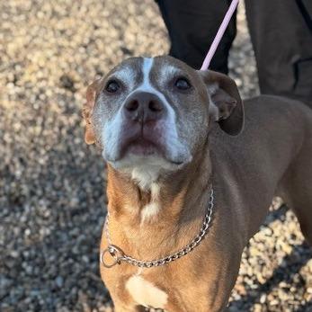 Enlarge Carl, a Adoptable Mixed Breed in Jeffersonville, IN image 3/3