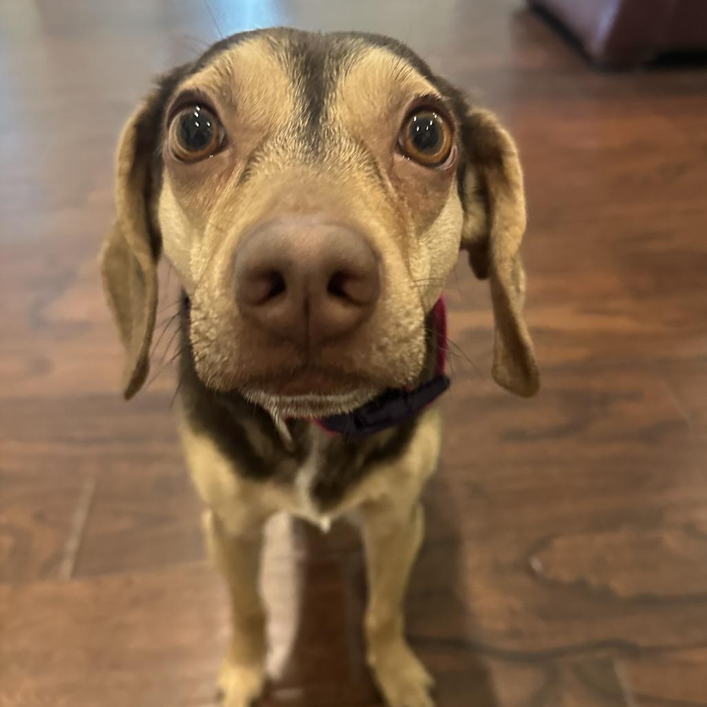 Enlarge Chewy, a Adoptable mixed breed in Bentonville, AR image 1/6