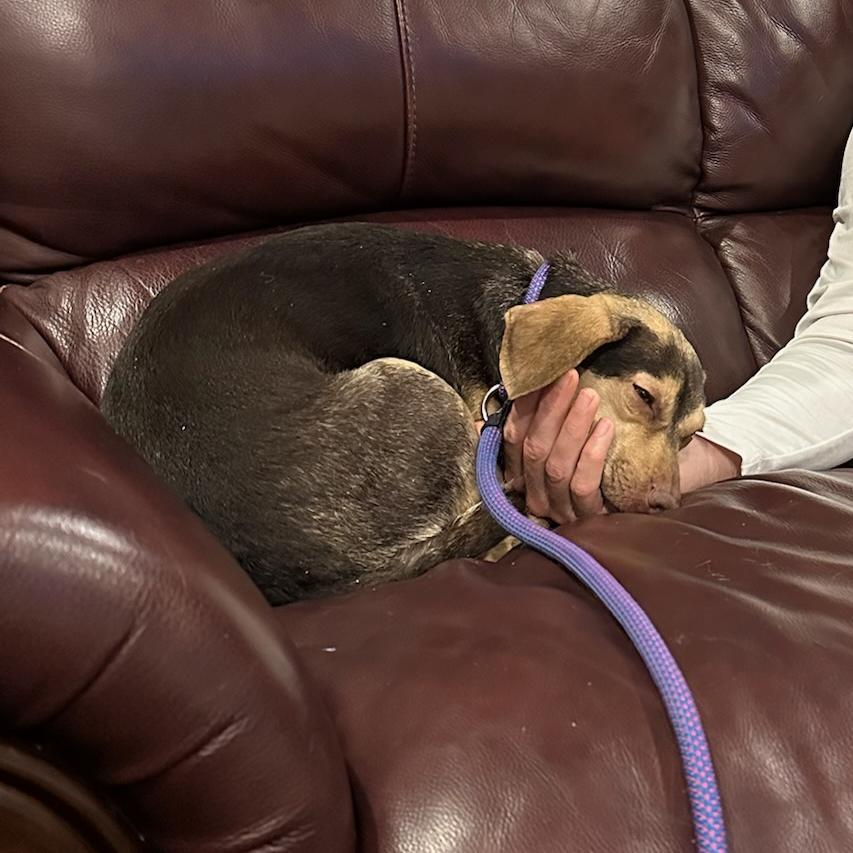 Enlarge Chewy, a Adoptable mixed breed in Bentonville, AR image 2/6
