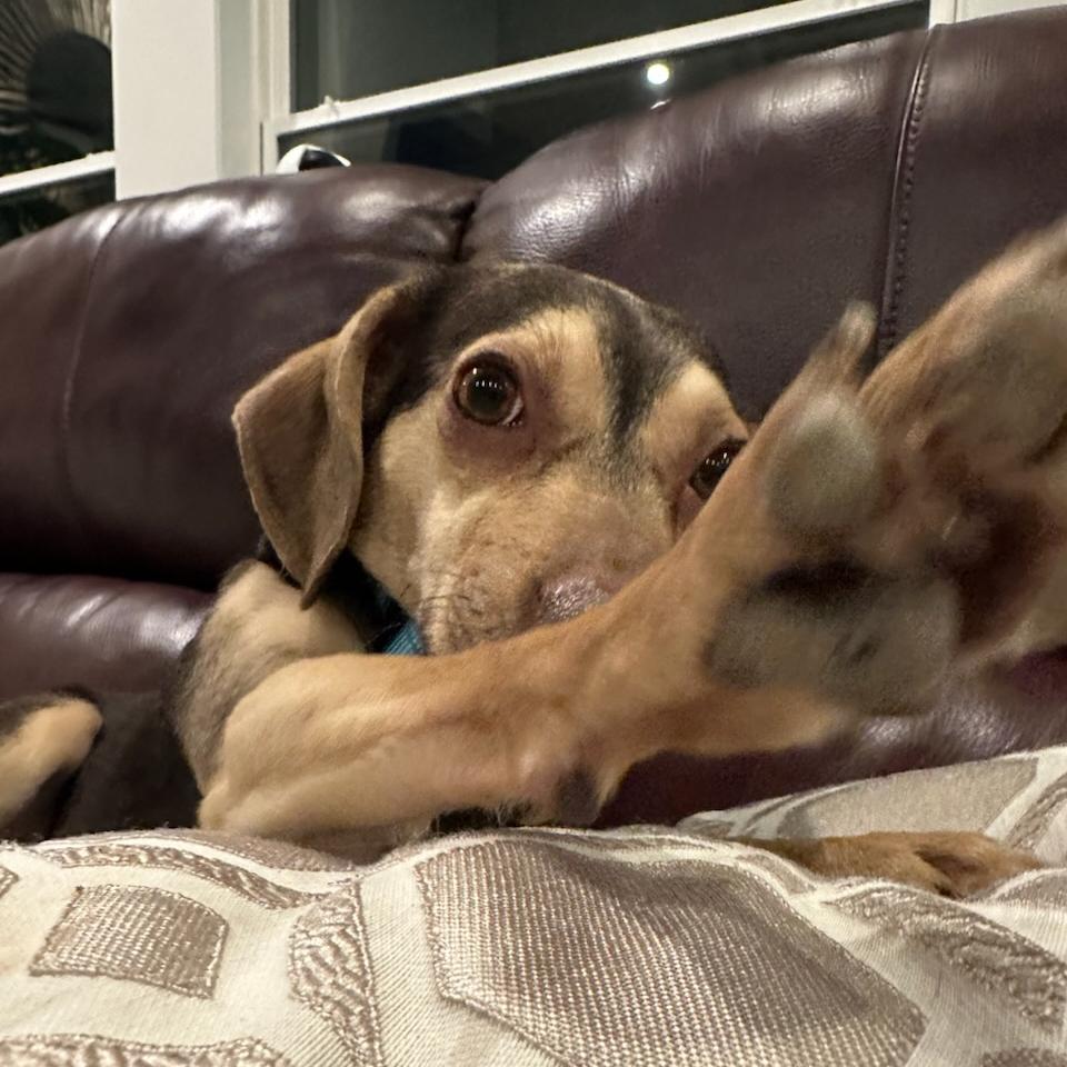Enlarge Chewy, a Adoptable mixed breed in Bentonville, AR image 3/6