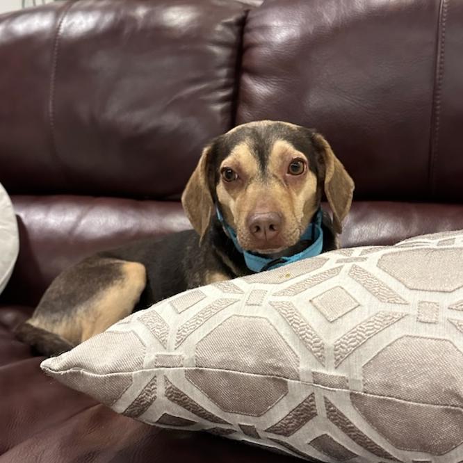 Enlarge Chewy, a Adoptable mixed breed in Bentonville, AR image 4/6
