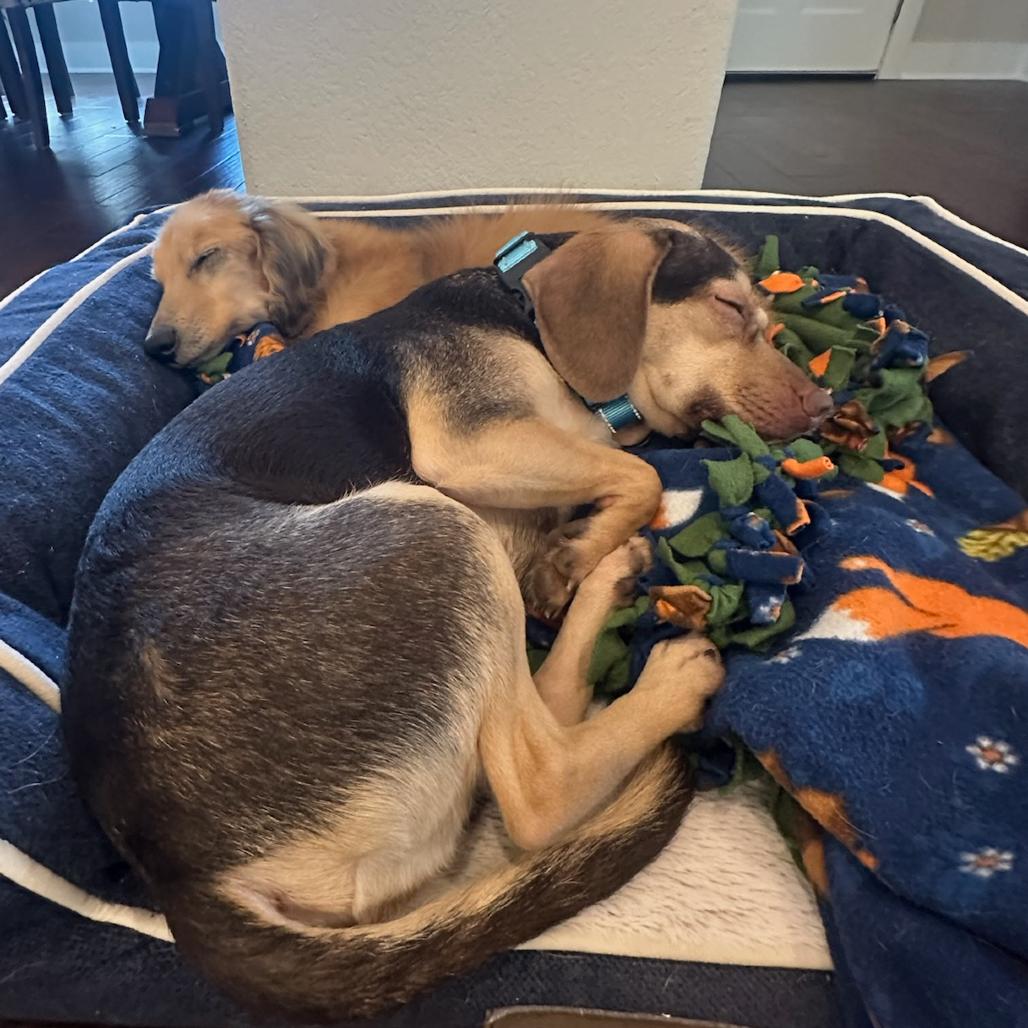 Enlarge Chewy, a Adoptable mixed breed in Bentonville, AR image 5/6