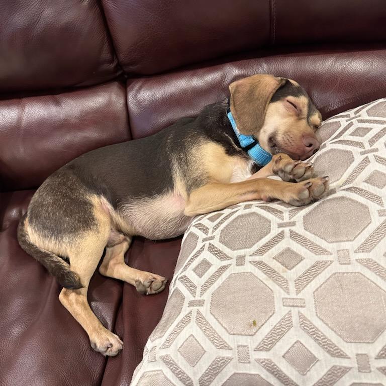 Enlarge Chewy, a Adoptable mixed breed in Bentonville, AR image 6/6