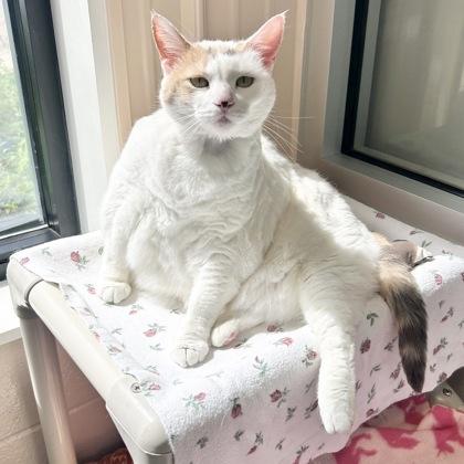 Kitty Meow, adopted, Adult Female Domestic Short Hair.