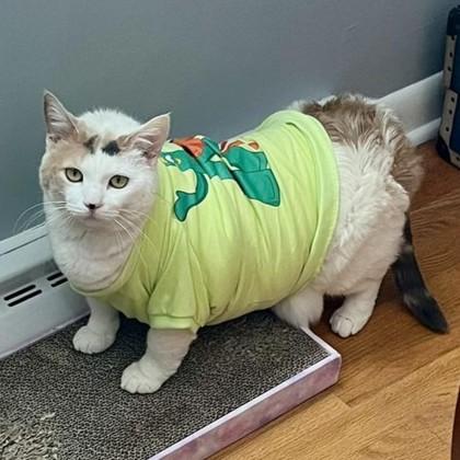 Enlarge Kitty Meow, an adopted Domestic Short Hair in Lansing, MI image 2/4