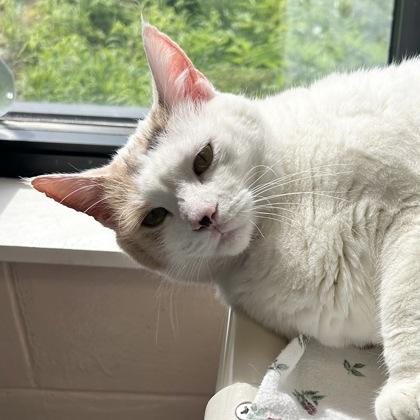 Enlarge Kitty Meow, an adopted Domestic Short Hair in Lansing, MI image 3/4