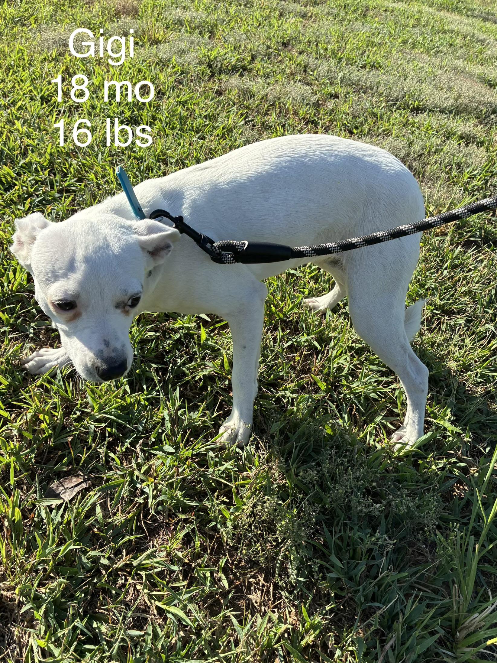 Gigi, Adoptable, Young Female Chihuahua & Rat Terrier.