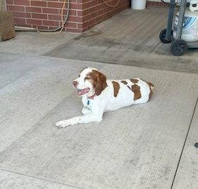 OK/Jojo Joey, Adopted, Senior Male Brittany Spaniel.