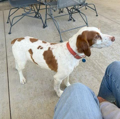 Enlarge OK/Jojo Joey, a Adopted Brittany Spaniel in Baldwinsville, NY image 2/2