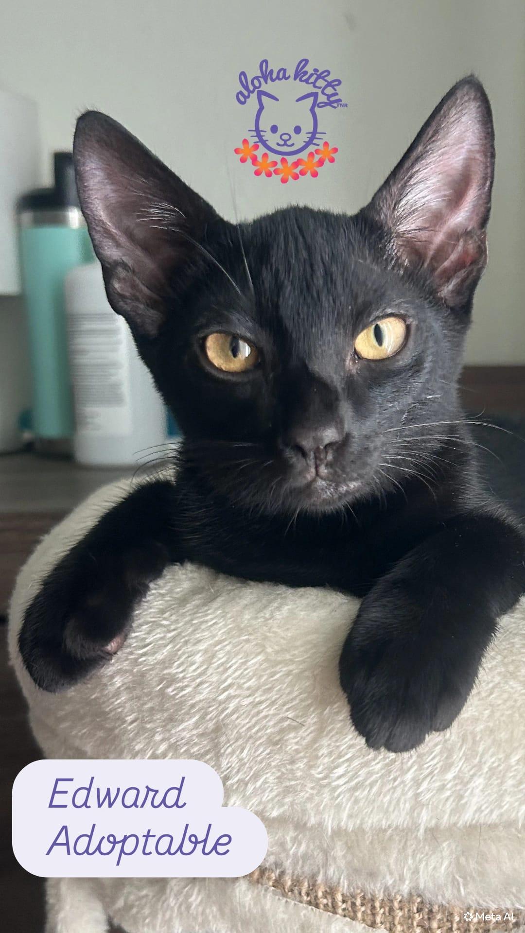 Edward, Adoptable, Kitten Male Domestic Short Hair.