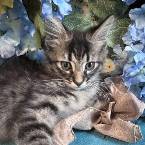 Enlarge Love Shack, a Adoptable Domestic Medium Hair in Toms River, NJ image 1/5