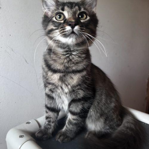 Enlarge Love Shack, a Adoptable Domestic Medium Hair in Toms River, NJ image 2/5