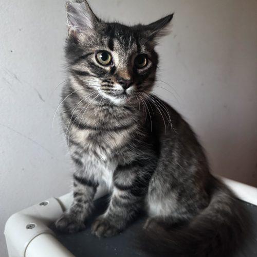 Enlarge Love Shack, a Adoptable Domestic Medium Hair in Toms River, NJ image 3/5