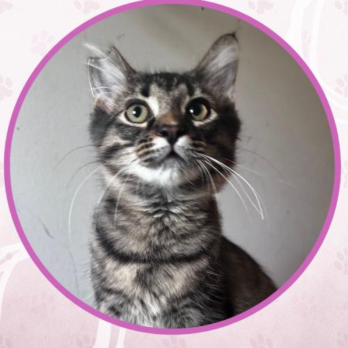 Enlarge Love Shack, a Adoptable Domestic Medium Hair in Toms River, NJ image 4/5
