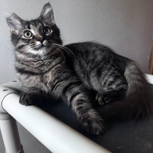 Enlarge Love Shack, a Adoptable Domestic Medium Hair in Toms River, NJ image 5/5