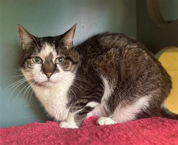 Enlarge MARQUIS, a Adoptable Domestic Short Hair in West Valley City, UT image 1/1