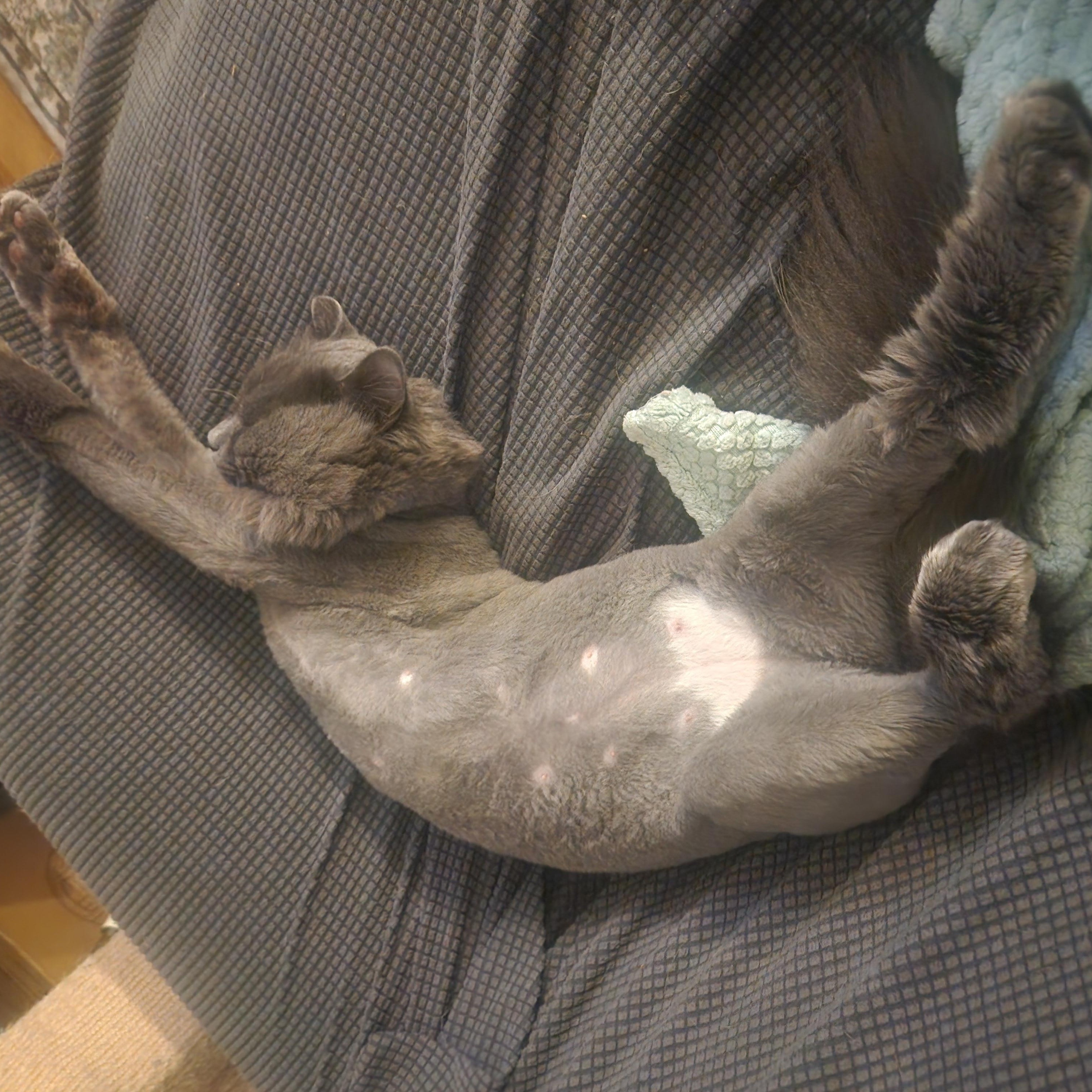 Mahzi, a Adoptable Siberian in Huntington, MA image 2/4