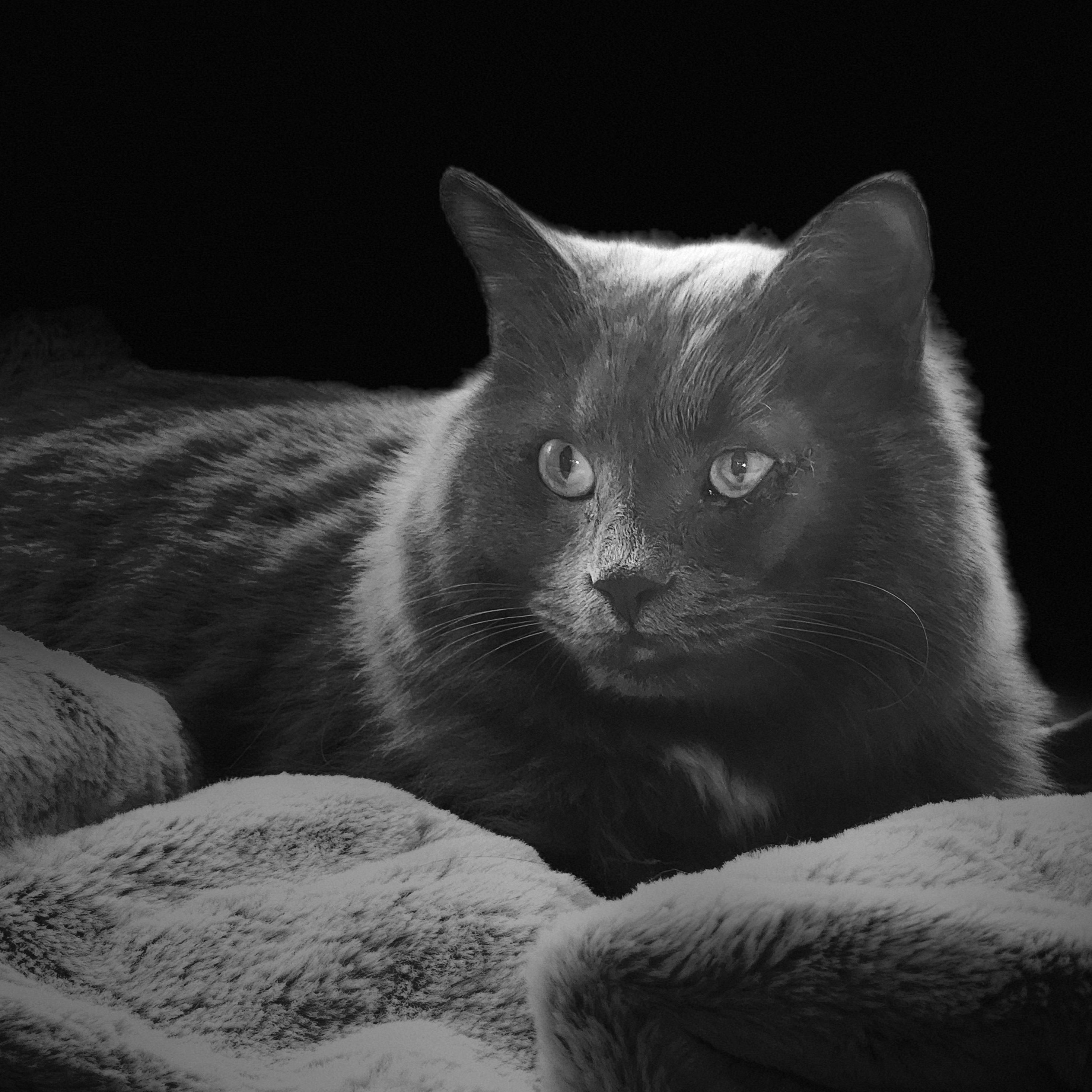 Mahzi, Adoptable, Adult Male Siberian.