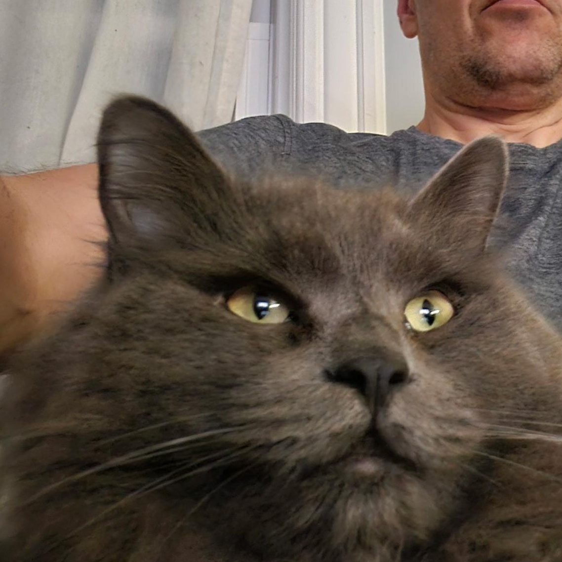 Mahzi, Adoptable, Adult Male Siberian.