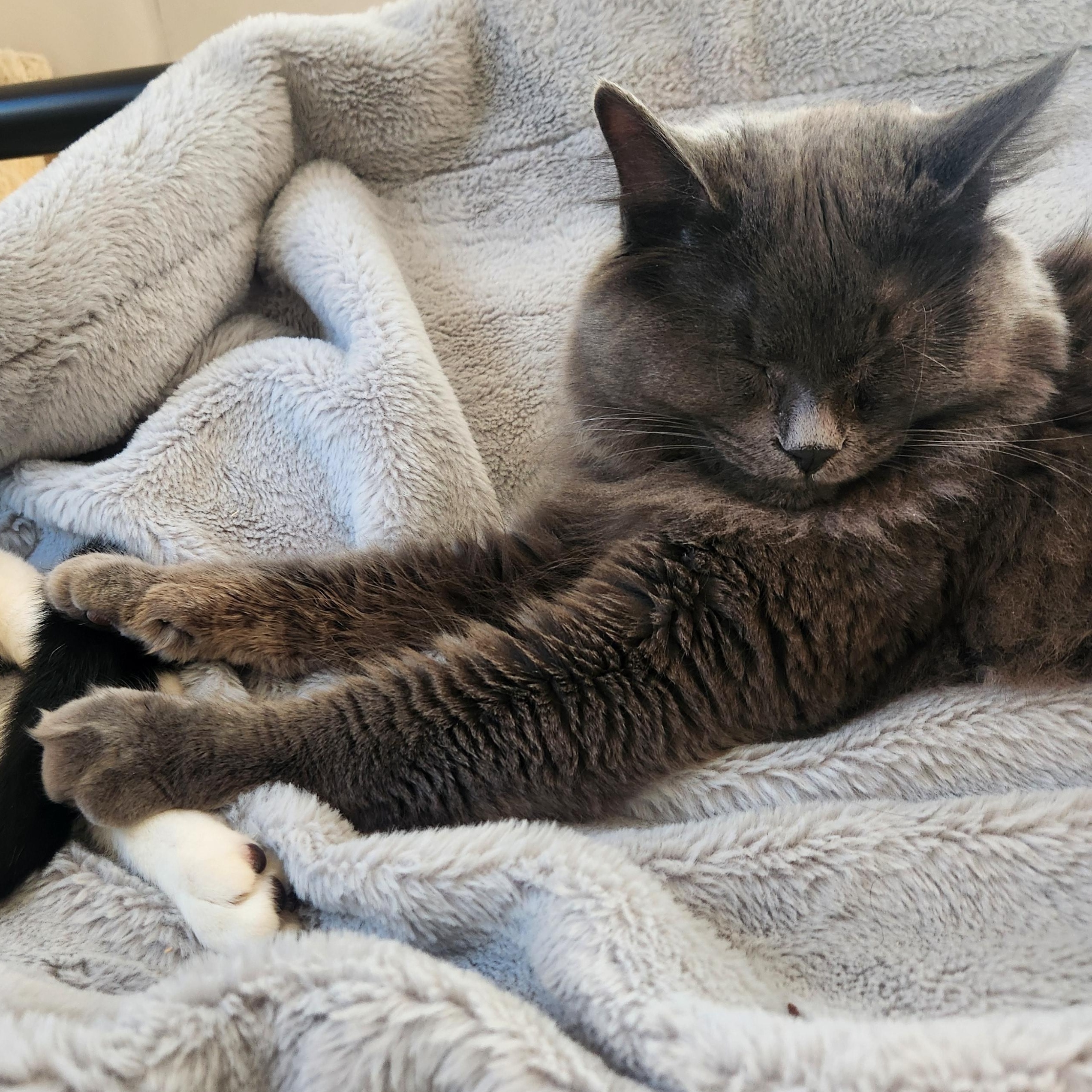 Mahzi, a Adoptable Siberian in Huntington, MA image 4/4