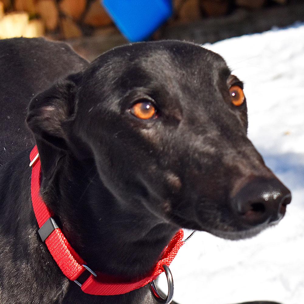 Bow, ADOPTABLE, Adult Male Greyhound.