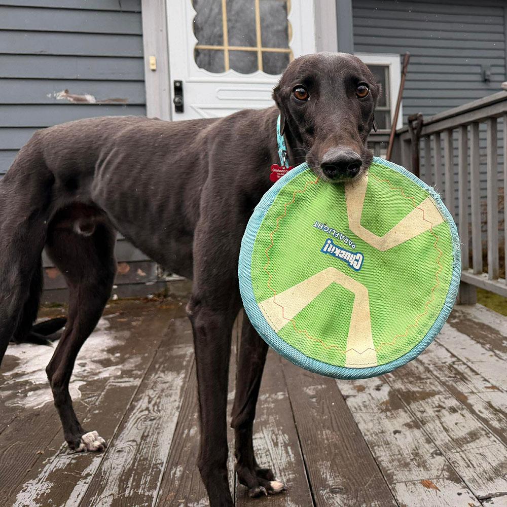Enlarge Bow, a ADOPTABLE Greyhound in Ware, MA image 2/2