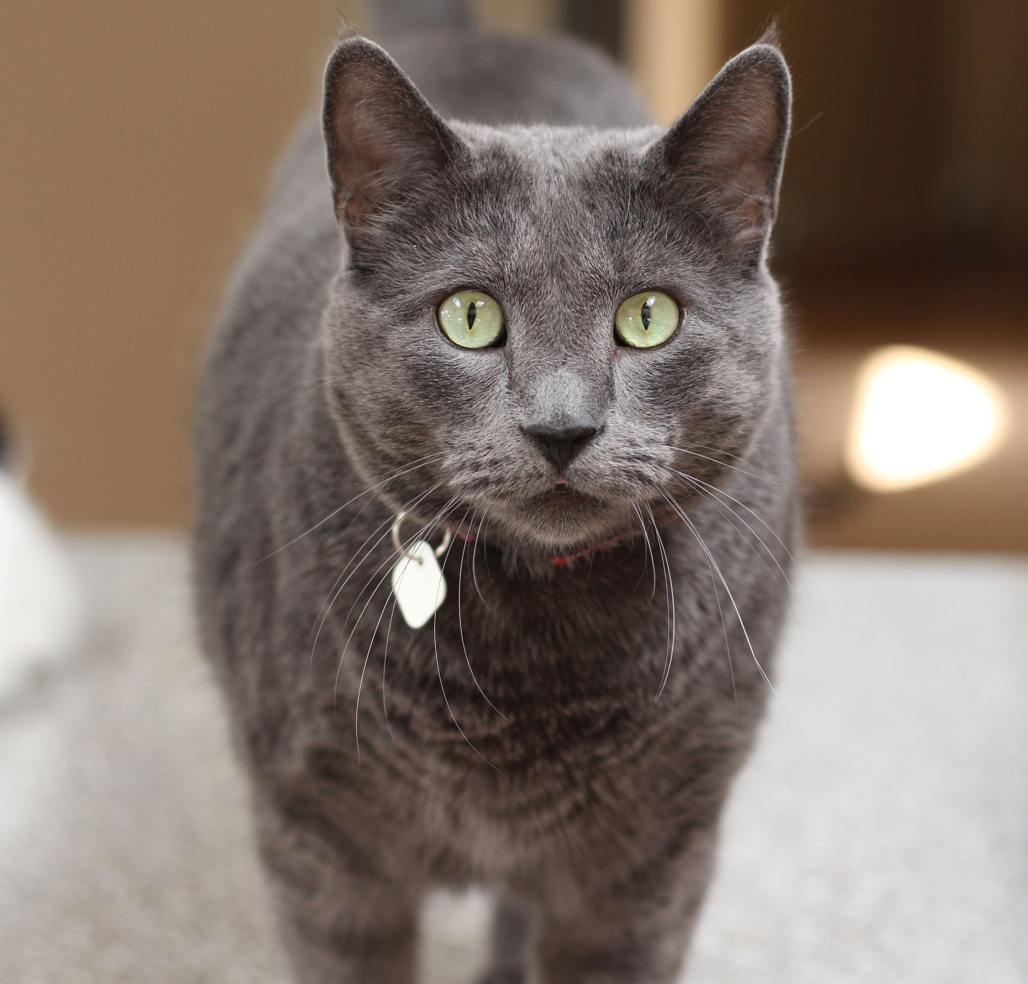 Enlarge Jerome, a Adoptable Domestic Short Hair in Lethbridge, AB image 1/10