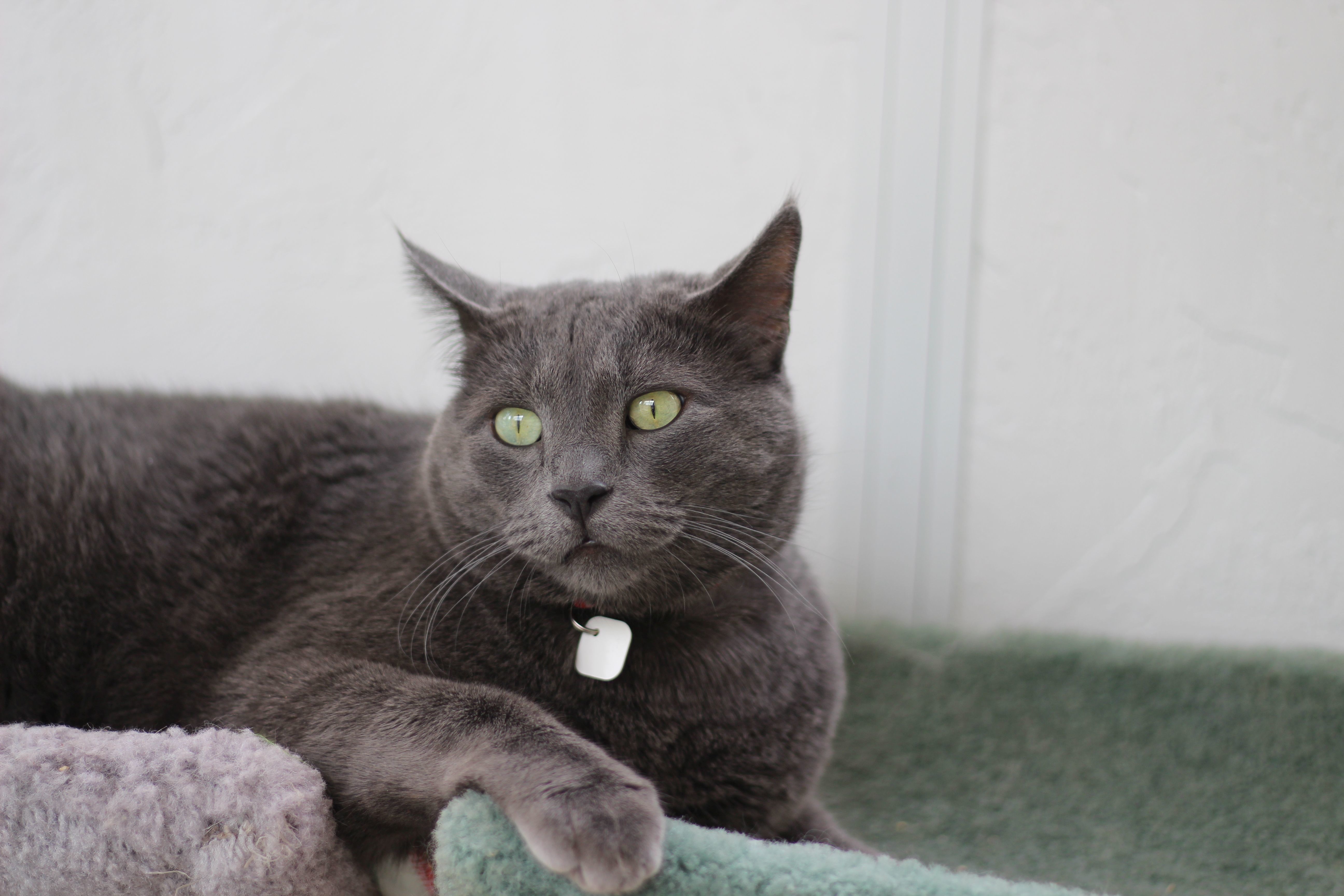 Enlarge Jerome, a Adoptable Domestic Short Hair in Lethbridge, AB image 2/10