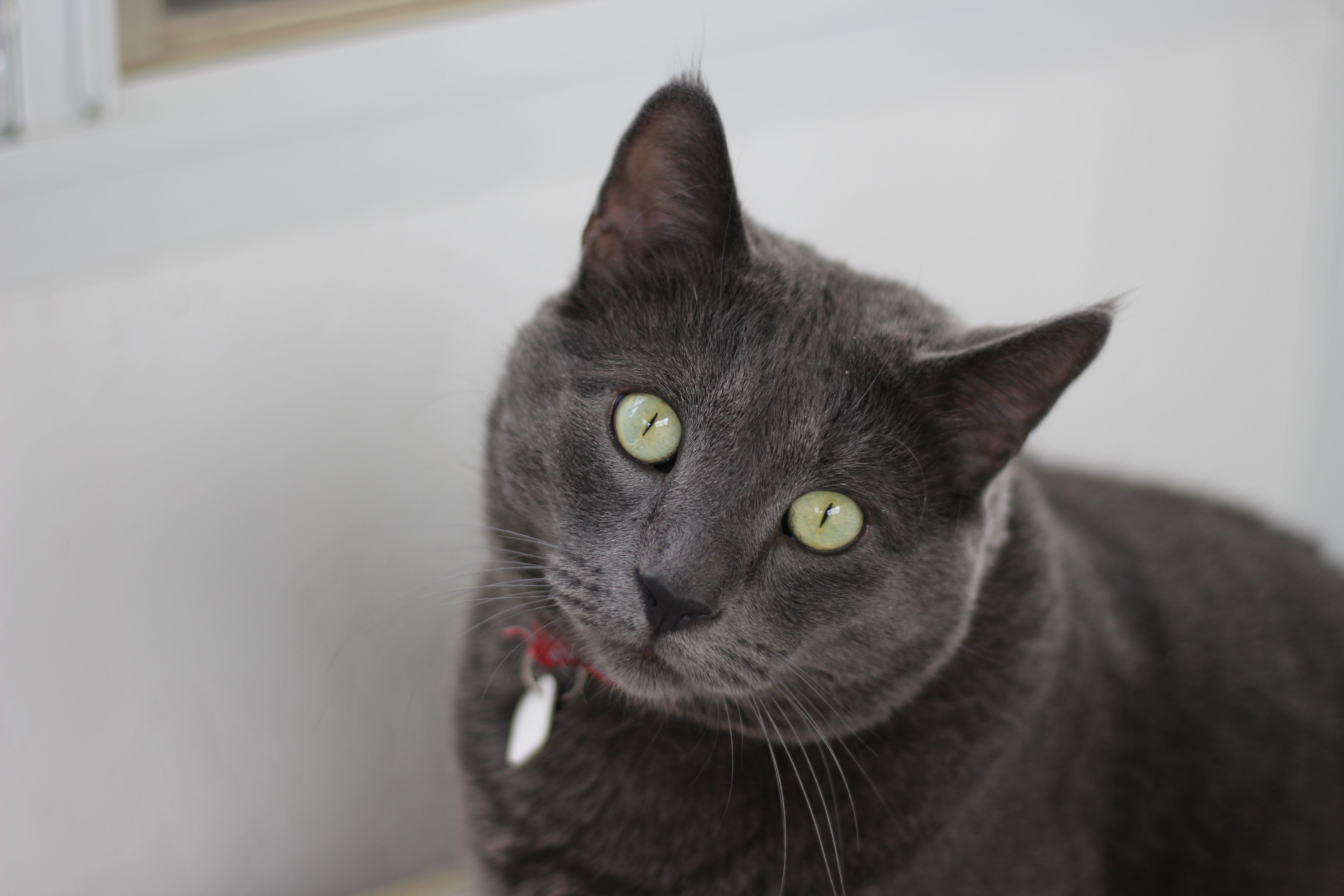 Jerome, Adoptable, Adult Male Domestic Short Hair.