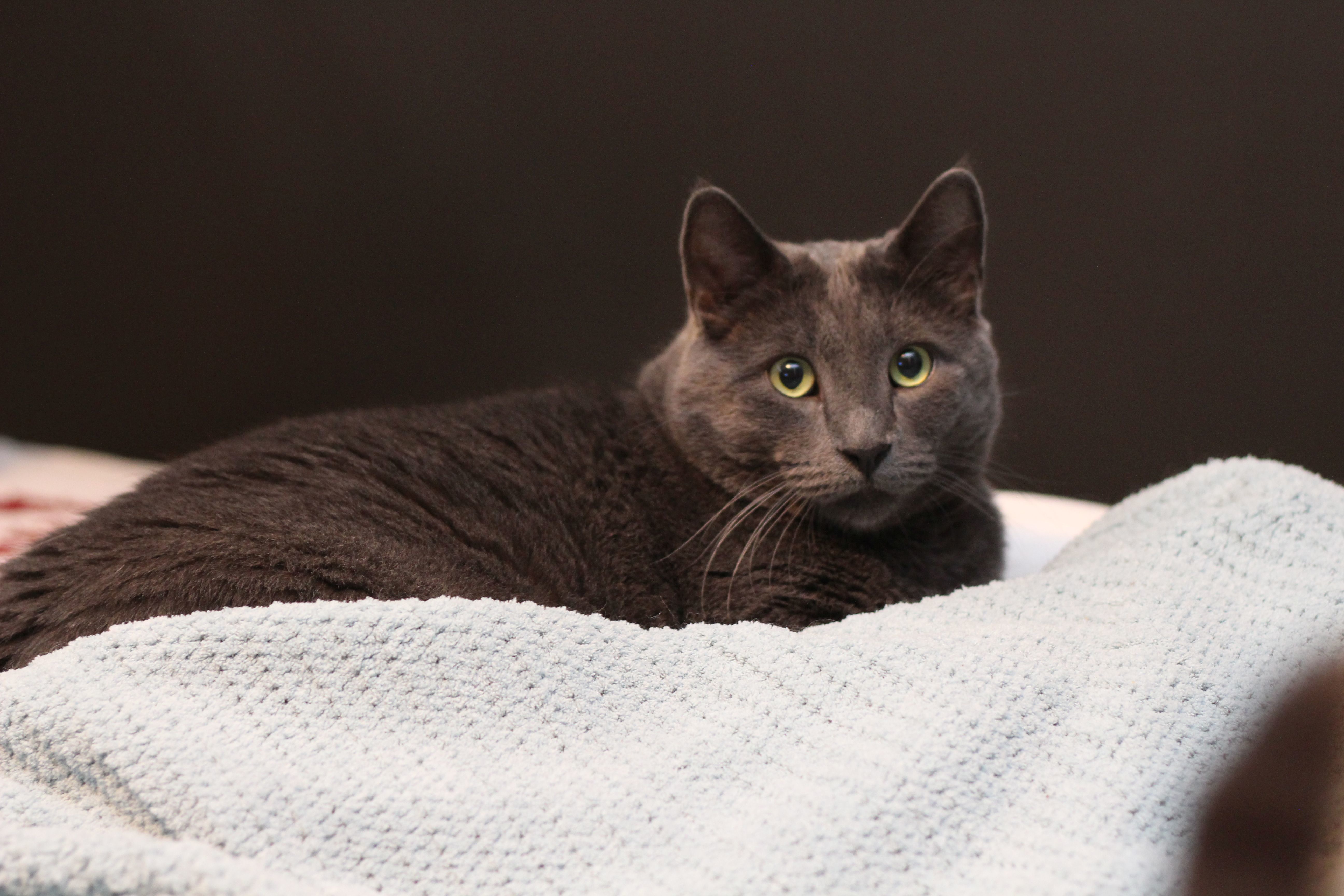Enlarge Jerome, a Adoptable Domestic Short Hair in Lethbridge, AB image 4/10