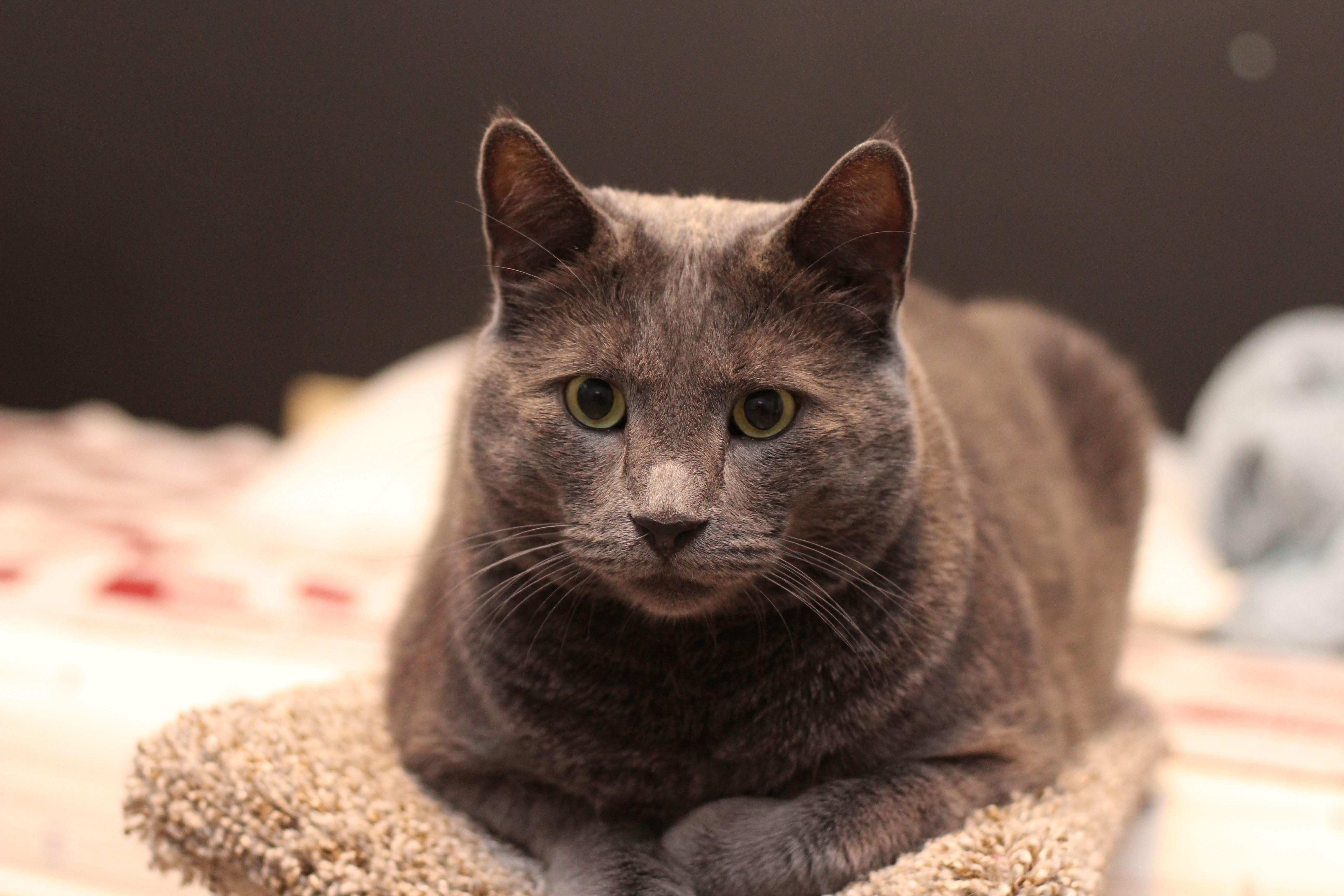 Enlarge Jerome, a Adoptable Domestic Short Hair in Lethbridge, AB image 5/10