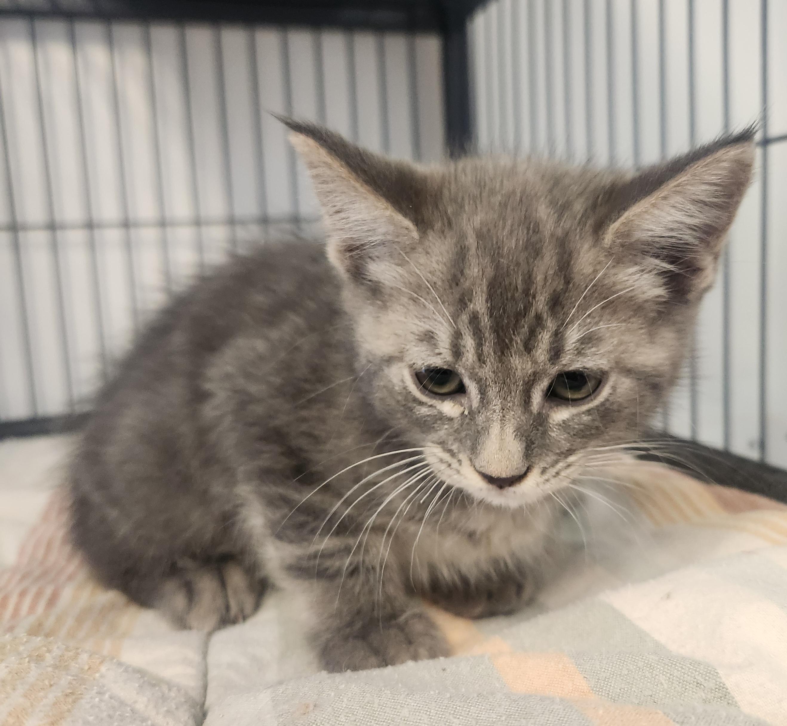 Dylan, adopted, Kitten Male Domestic Short Hair.