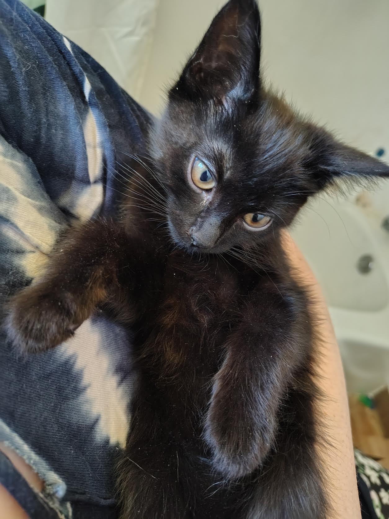 Enlarge Mako, a Adoptable Domestic Short Hair in Portland, OR image 3/5