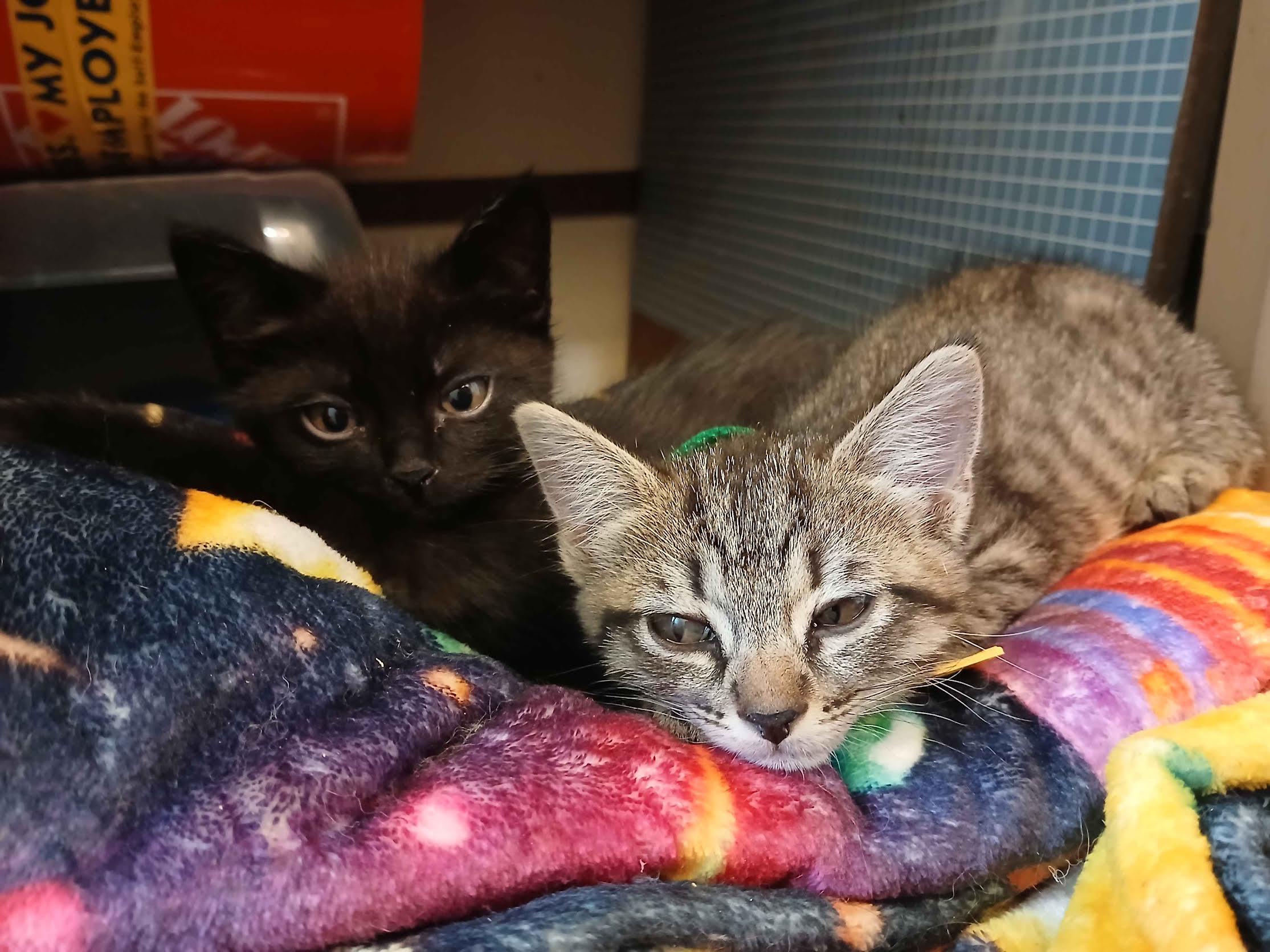 Enlarge Mako, a Adoptable Domestic Short Hair in Portland, OR image 4/5