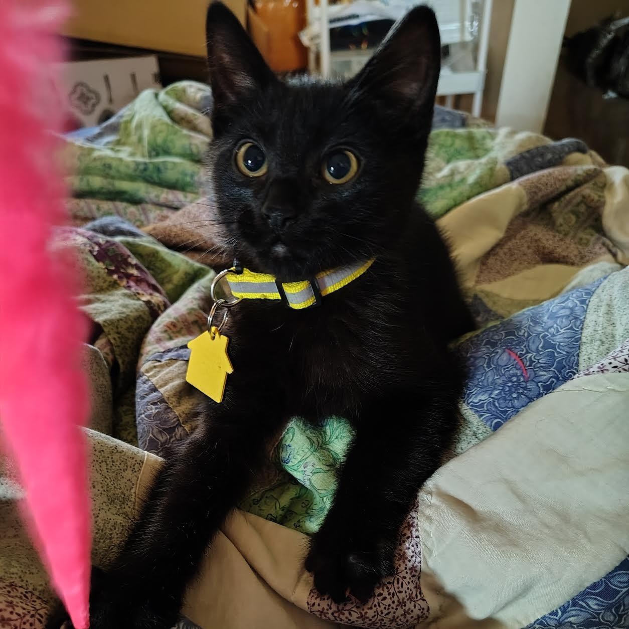 Enlarge Mako, a Adoptable Domestic Short Hair in Portland, OR image 2/5