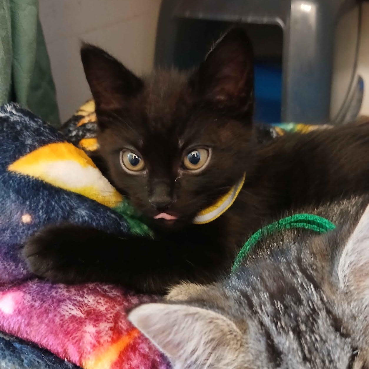 Mako, Adoptable, Kitten Male Domestic Short Hair.