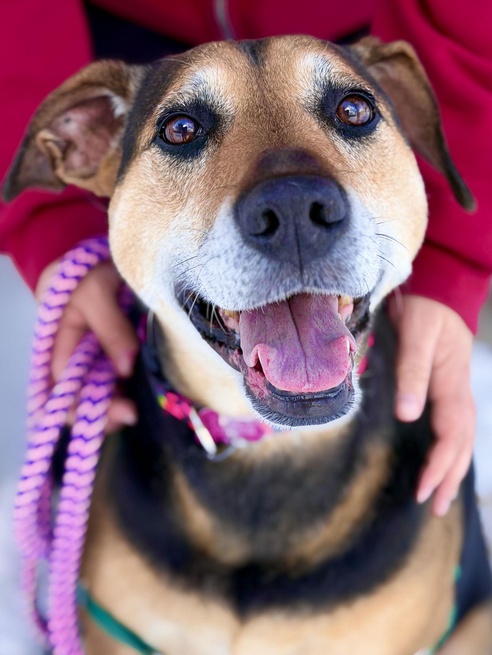 Enlarge Mya, a Adoptable Hound in West Cornwall, CT image 1/3