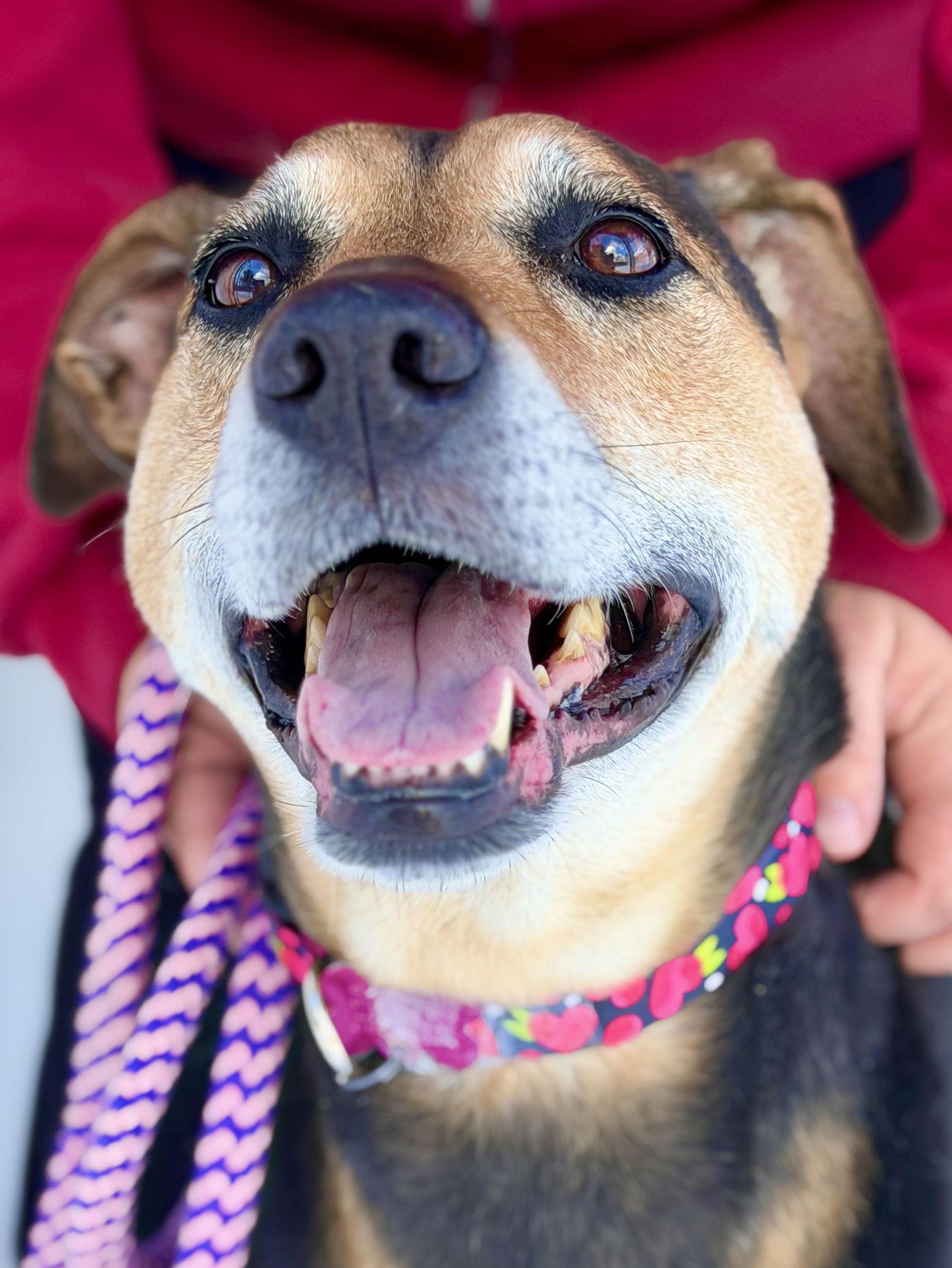 Enlarge Mya, a Adoptable Hound in West Cornwall, CT image 2/3