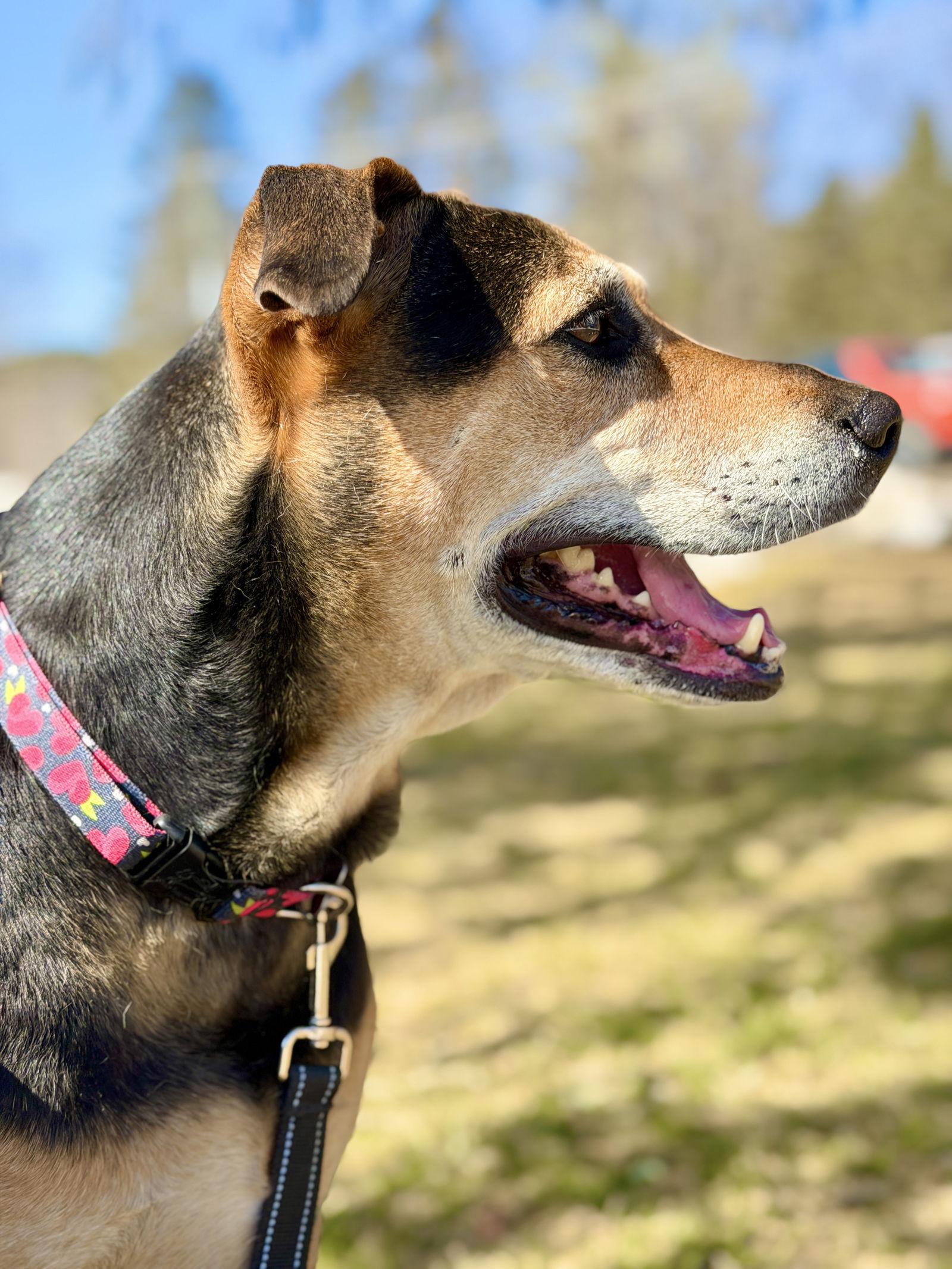 Enlarge Mya, a Adoptable Hound in West Cornwall, CT image 3/3