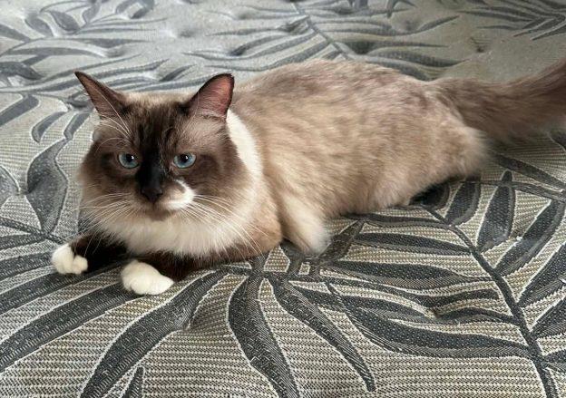 Enlarge Munchie, a ADOPTABLE Siamese in Wasilla, AK image 1/1