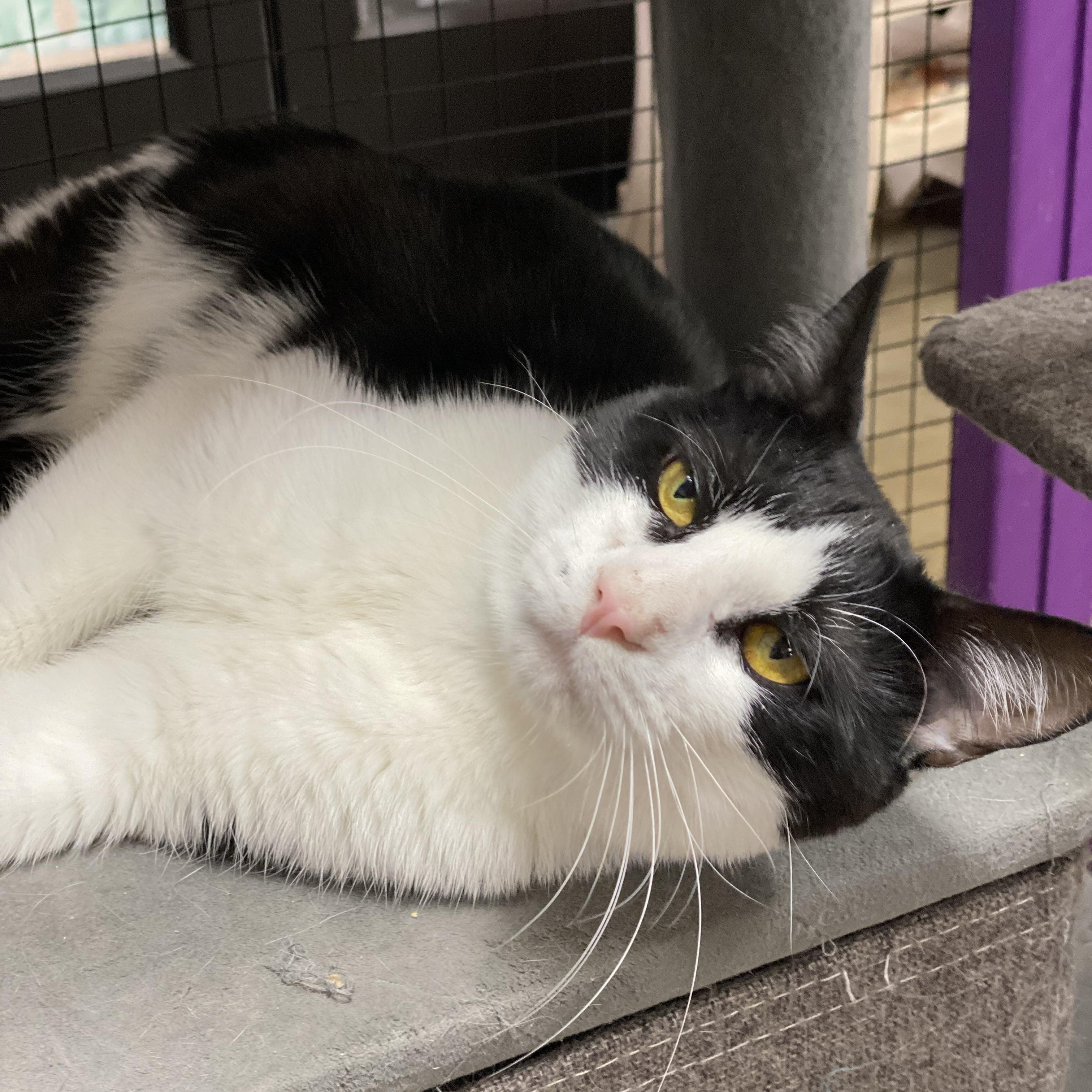 Stocking, a ADOPTABLE Domestic Short Hair in Collierville, TN image 3/3