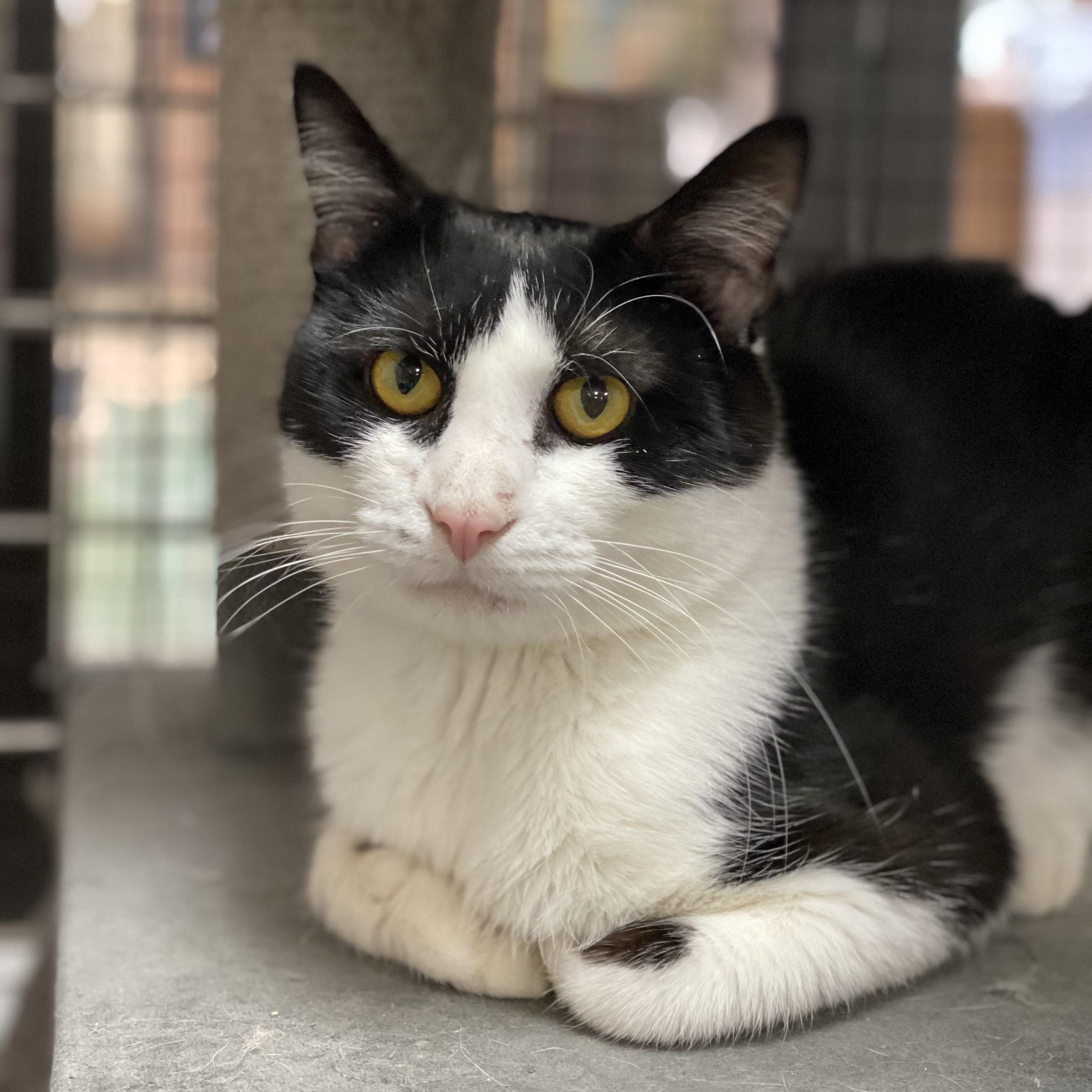 Stocking, a ADOPTABLE Domestic Short Hair in Collierville, TN image 1/3